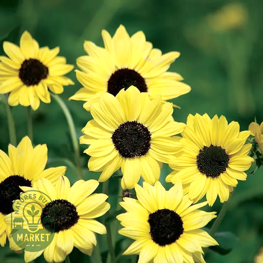 Soluna Lemon' Sunflower Seeds