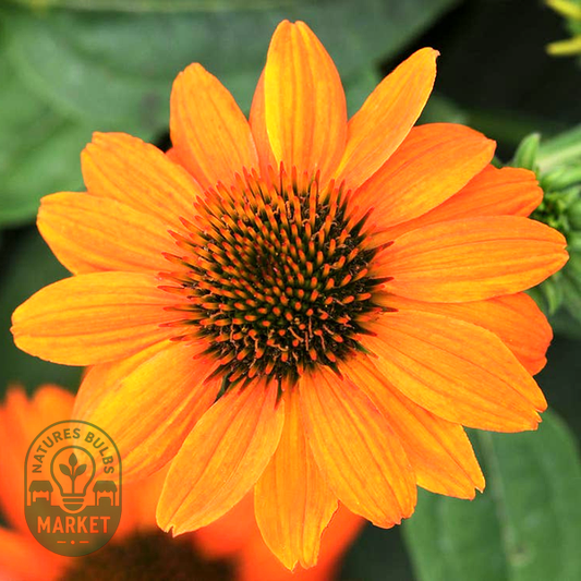 Sombrero® Flamenco Orange Coneflower