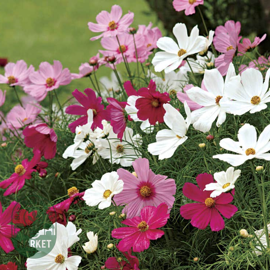 Sonata™ Mix Cosmos Flower Seeds