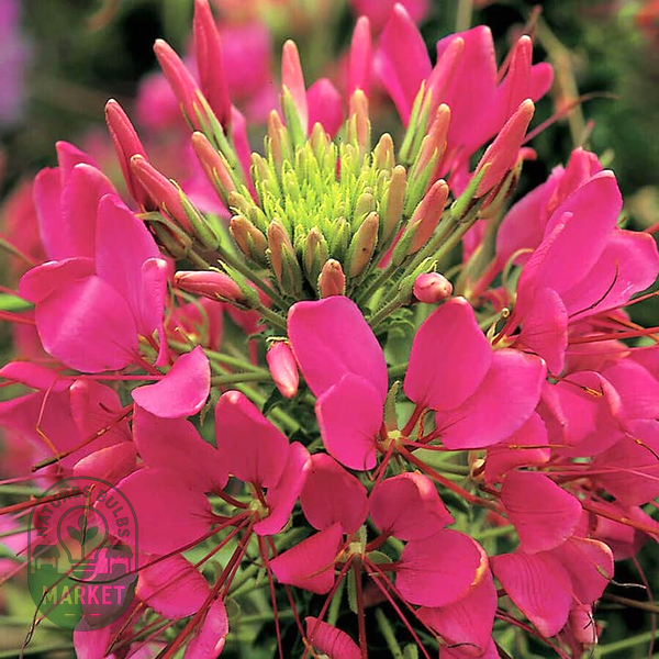 Sparkler Rose Spider Flower Seeds