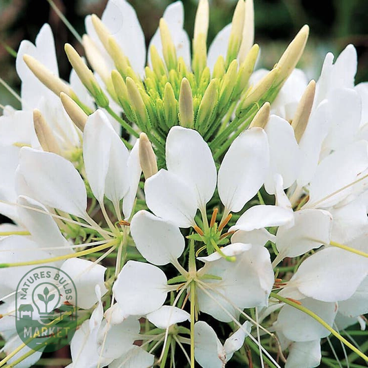 Sparkler White Spider Flower Seeds