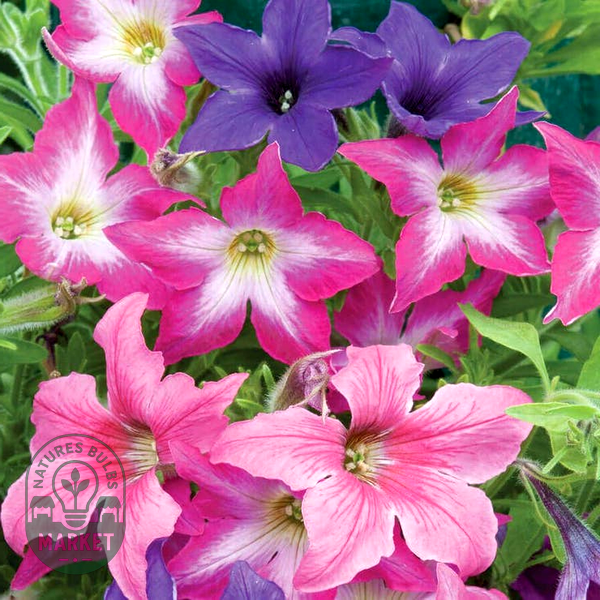 Sparklers' Petunia Seeds
