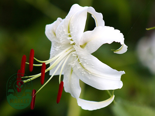 Speciosum Album