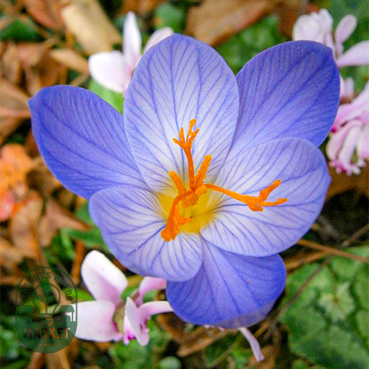 Speciosus