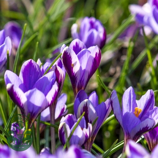 Spring Beauty