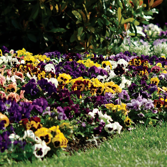 Spring Matrix™ Blotch Mix Pansy Seeds