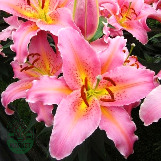 Spring Romance