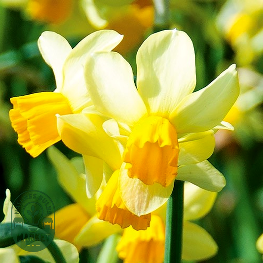 Spring Sunshine