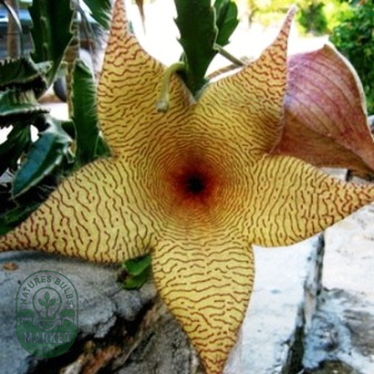 Stapelia gigantea