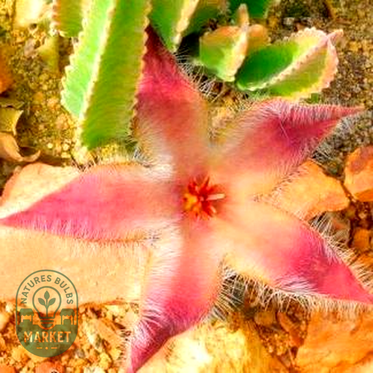 Stapelia grandiflora