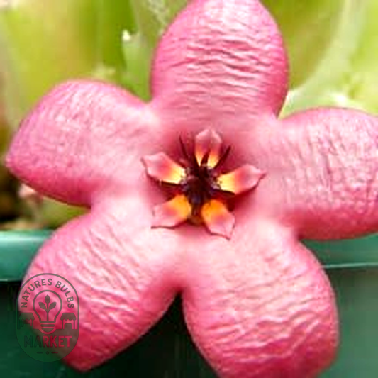 Stapelia hirsuta var. vetula