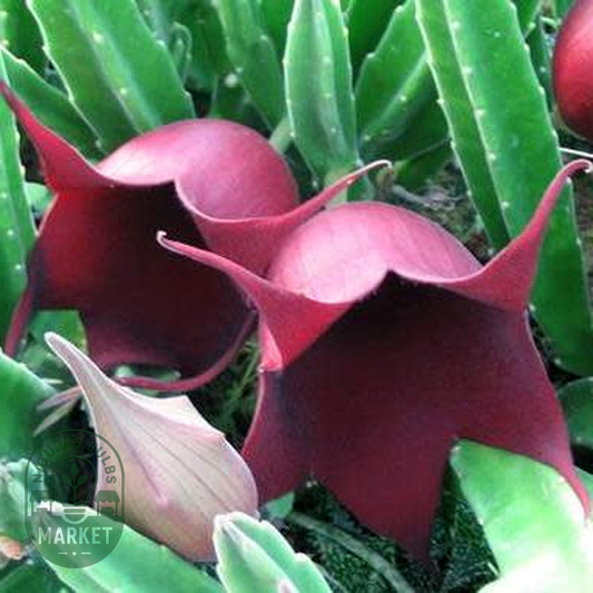 Stapelia leendertziae