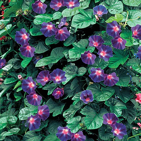 Star Of Yelta' Morning Glory Vine Seeds