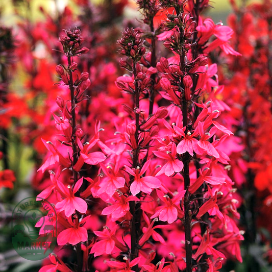 Starship Deep Rose Lobelia Seeds