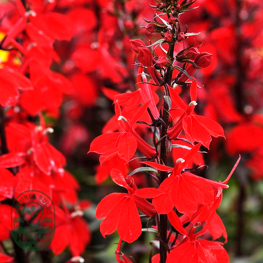 Starship Scarlet Lobelia Seeds