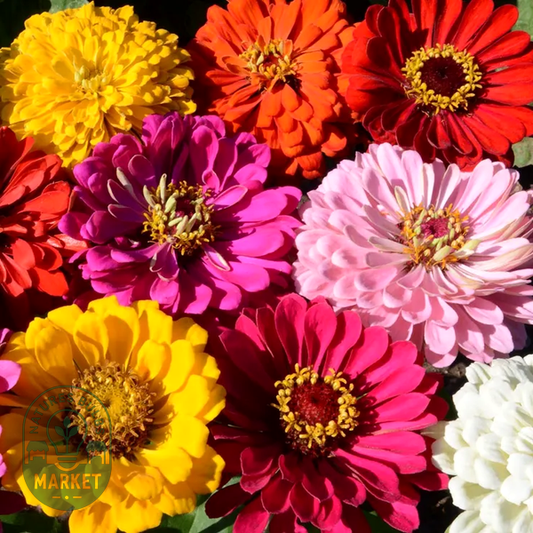 State Fair' Mix Zinnia Seeds