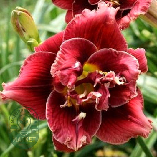 Stellar Double Rose