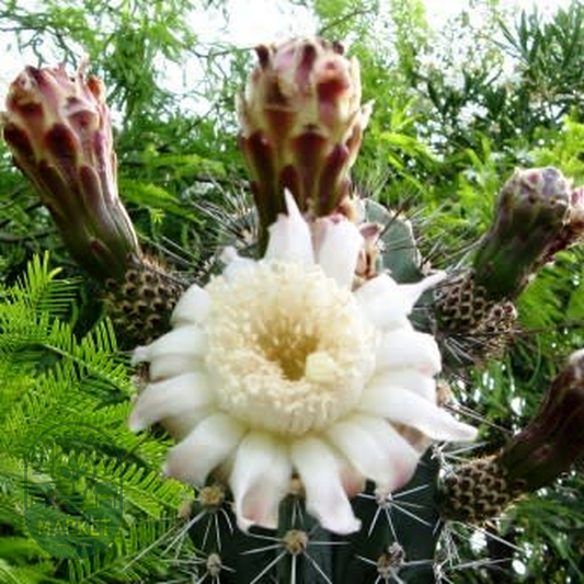 Stenocereus martinezii