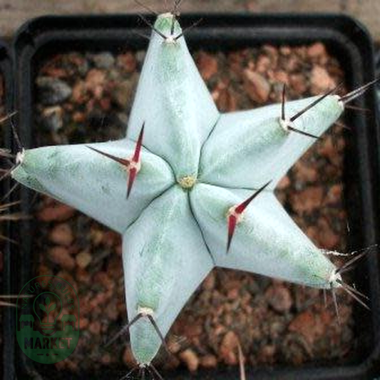 Stenocereus pruinosus