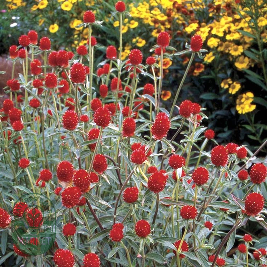 Strawberry Fields' Gomphrena Seeds