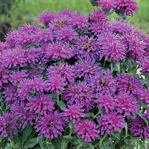 Sugar Buzz® 'Grape Gumball' Bee Balm