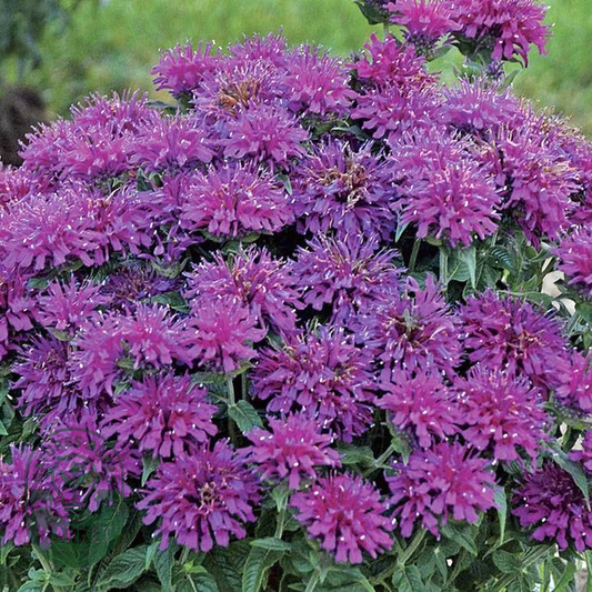 Sugar Buzz® 'Grape Gumball' Bee Balm