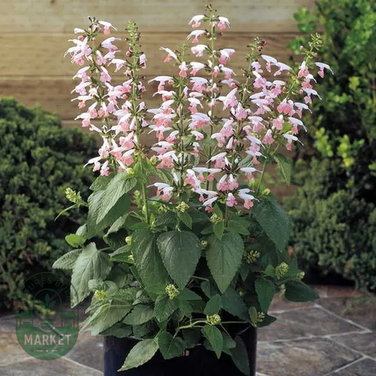 Summer Jewel™ Pink Salvia Seeds
