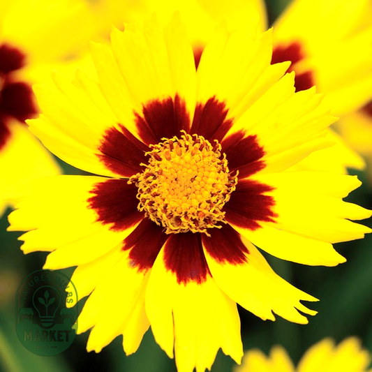 SunKiss Coreopsis Seeds