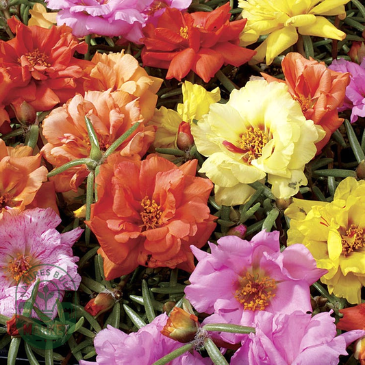 Sundial Mix Hybrid Moss Rose Seeds