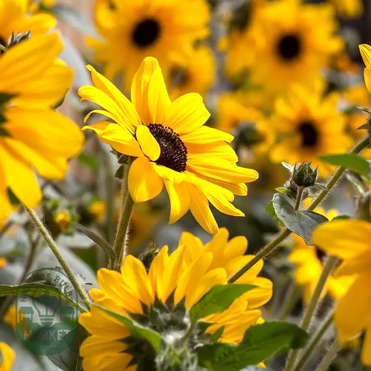 Sunfinity® Yellow Dark Center Sunflower Seeds