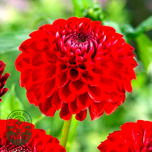 Sunny Boy Red