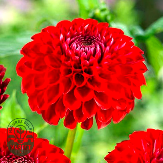 Sunny Boy Red