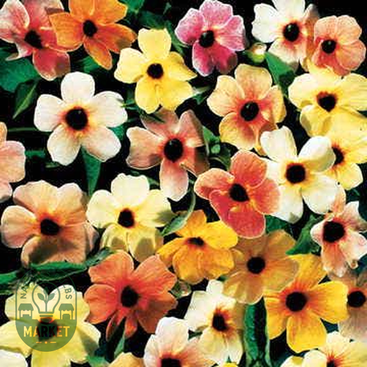 Sunrise Surprise Black-Eyed Susan Vine Thunbergia Seeds