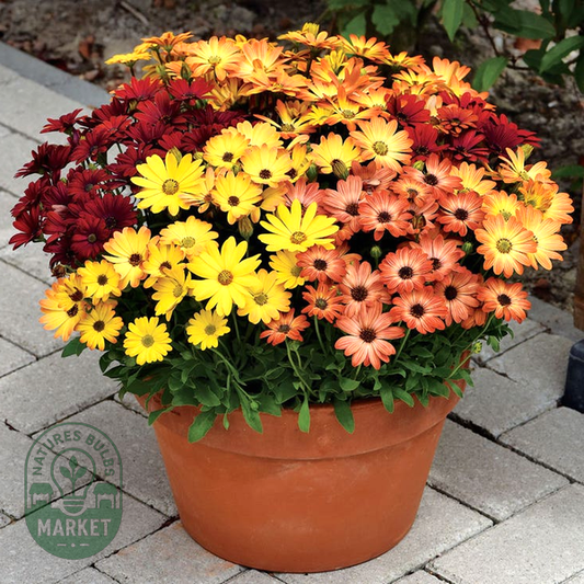 Sunset Shades Osteospermum Seeds