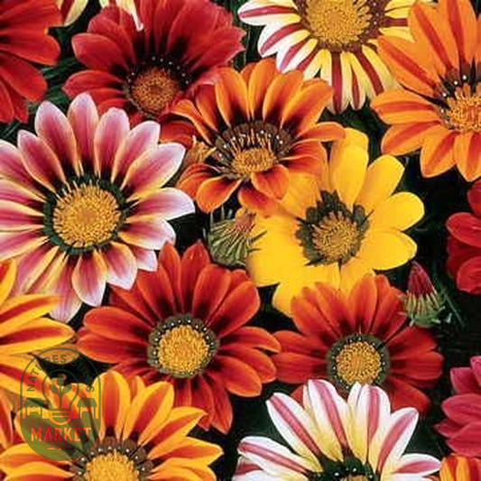 Sunshine Mix Gazania Seeds