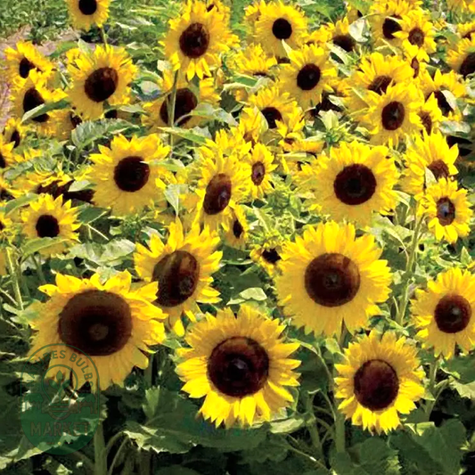 Sunspot Sunflower Seeds