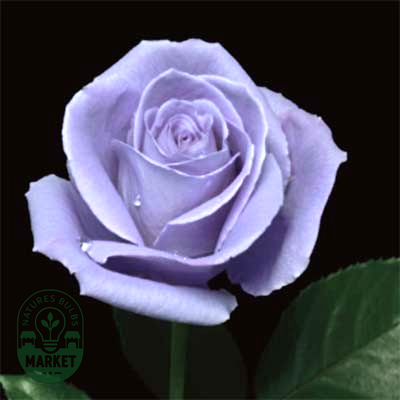 Suntory Blue Rose Applause