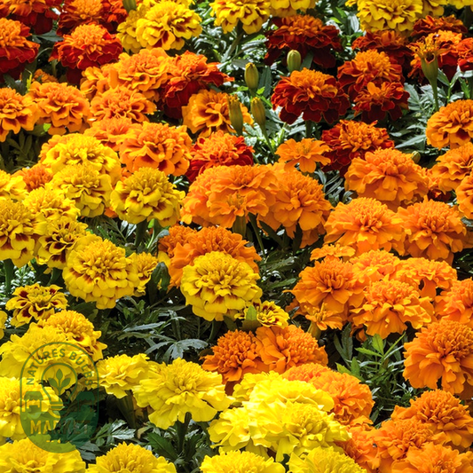 Super Hero™ Mix Marigold Seeds