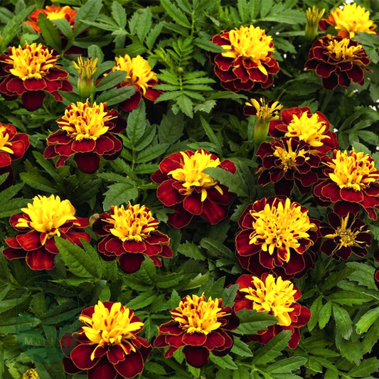 Super Hero™ Spry Marigold Seeds