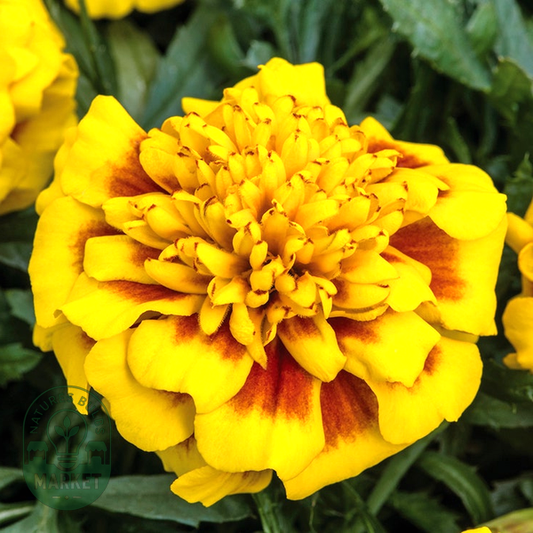 Super Hero™ Yellow Bee Marigold Seeds