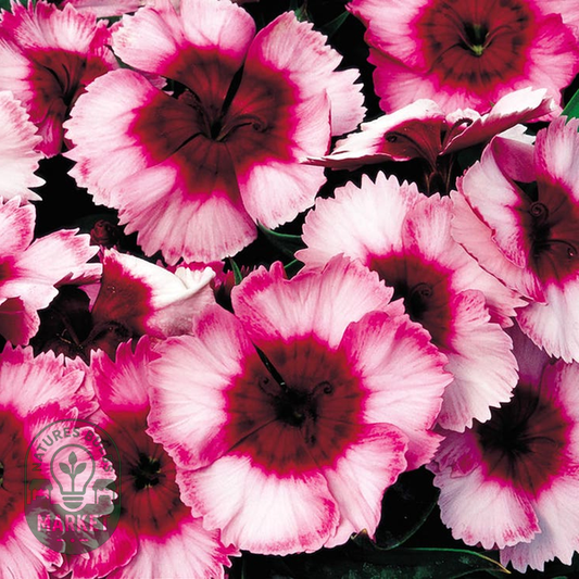 Super Parfait™ Raspberry Hybrid Dianthus Seeds