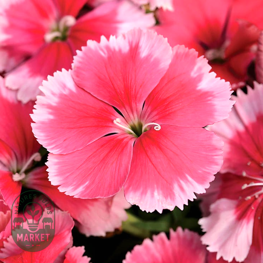 Super Parfait™ Strawberry Hybrid Dianthus Seeds