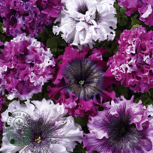 Superbissima Cerny's Triumph Petunia Seeds