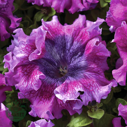 Superbissima Dark Purple Petunia Seeds