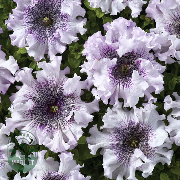 Superbissima Giant Alba Petunia Seeds
