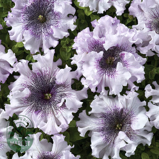 Superbissima Giant Alba Petunia Seeds