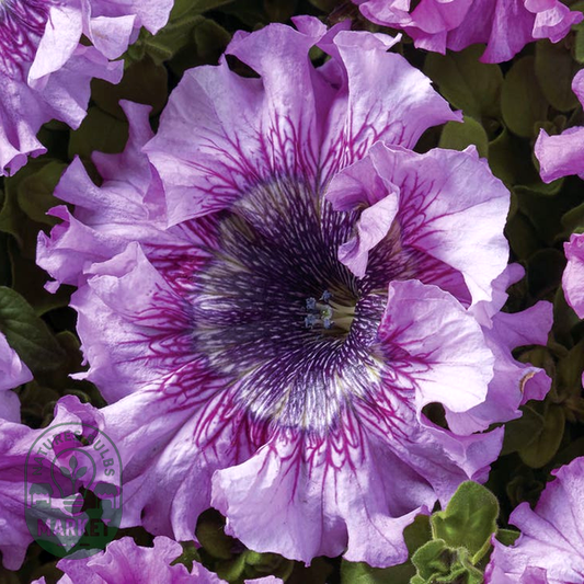Superbissima Giant Rose Petunia Seeds