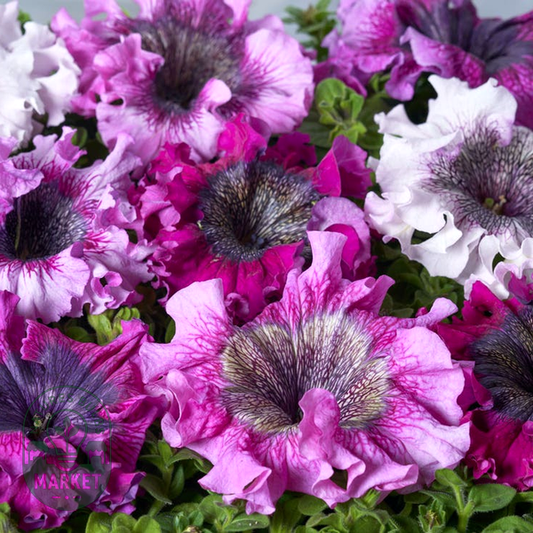 Superbissima Mix Petunia Seeds