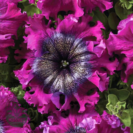 Superbissima Wine Red Petunia Seeds
