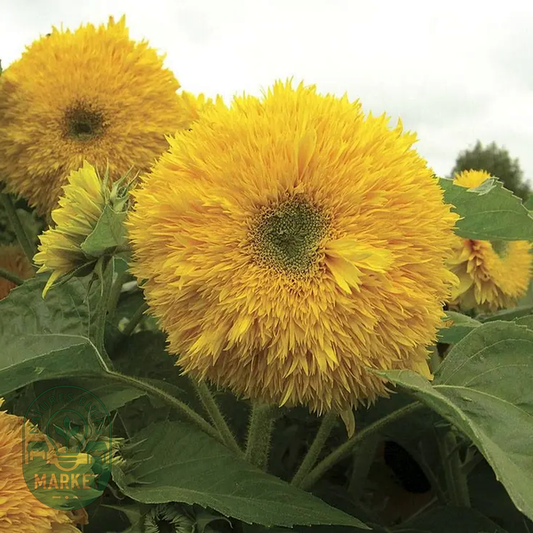 Superted Hybrid Sunflower Seeds